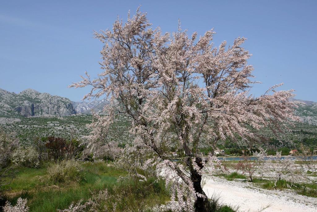 Apartment Paklenica Sport *